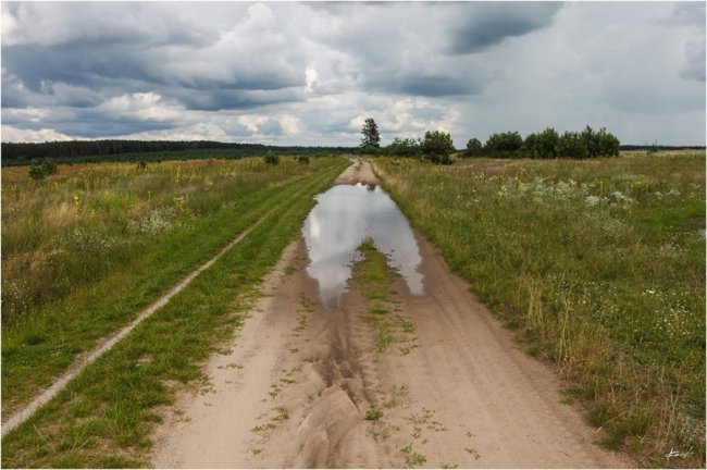 Фотограф показав неймовірну красу волинського лісу