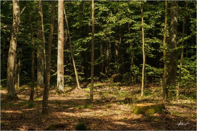 Фотограф показав неймовірну красу волинського лісу