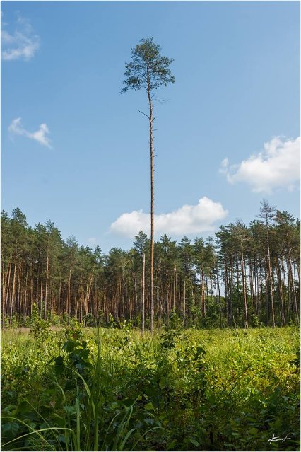 Фотограф показав неймовірну красу волинського лісу