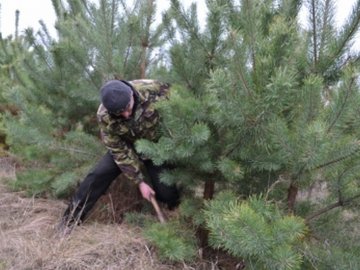 На Волині виявили понад сотню незаконно зрубаних ялинок 