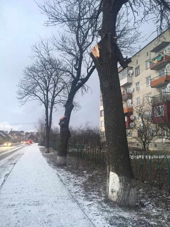 На Волині дерево впало на чоловіка, який ішов з онукою