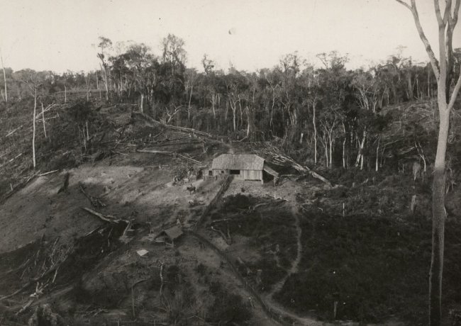 Нове поселення емігрантів на місці вирубаного лісу, 1930-ті.