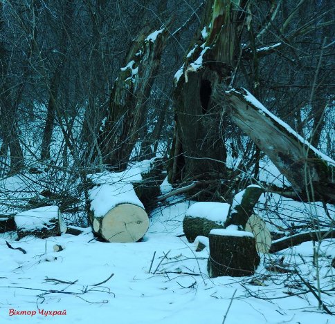 Луцький фотограф показав, де на Стиру «дрімають мавки»