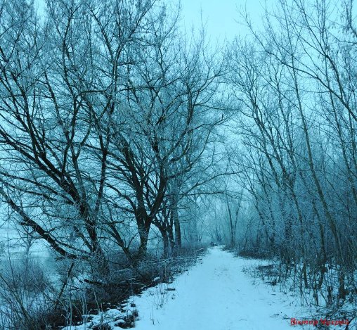 Луцький фотограф показав, де на Стиру «дрімають мавки»