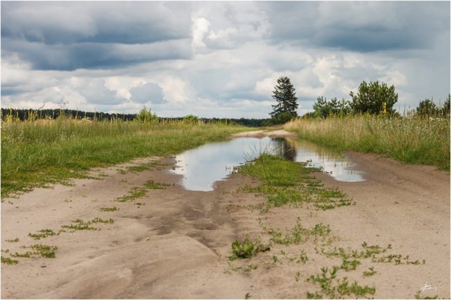 Фотограф показав неймовірну красу волинського лісу