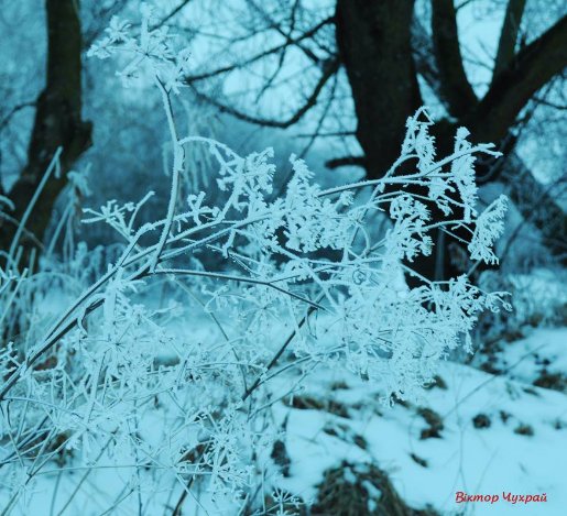 Луцький фотограф показав, де на Стиру «дрімають мавки»