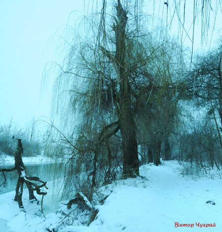 Луцький фотограф показав, де на Стиру «дрімають мавки»