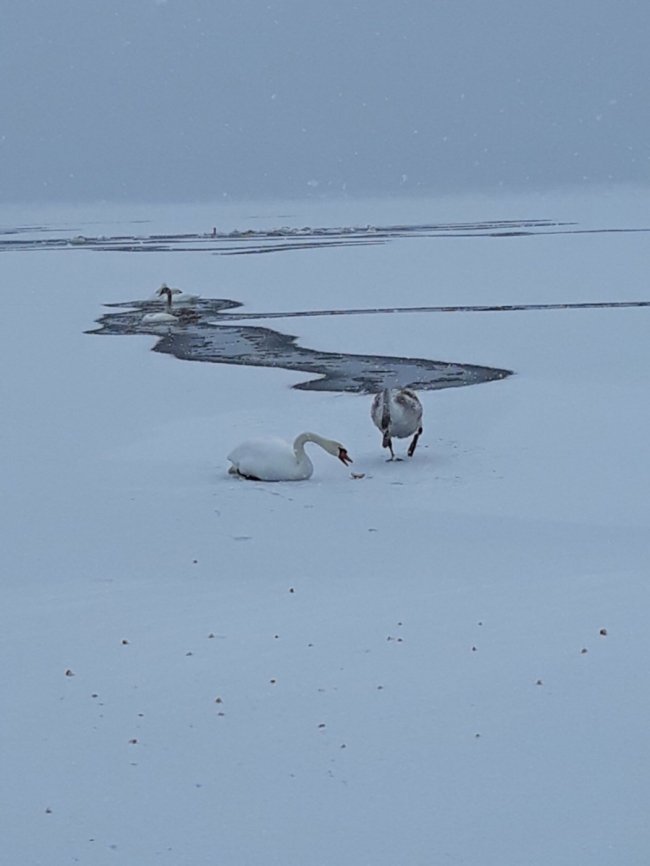 Волиняни врятували від морозу та голоду на озері десятки лебедів. ВІДЕО