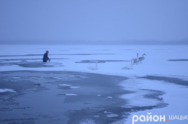 Волиняни врятували від морозу та голоду на озері десятки лебедів. ВІДЕО