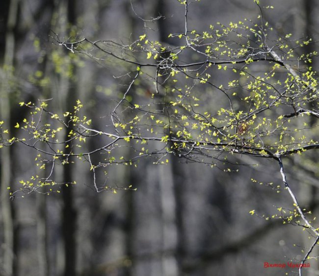 Трепетна ніжність весняного лісу: дивовижні світлини волинського фотографа