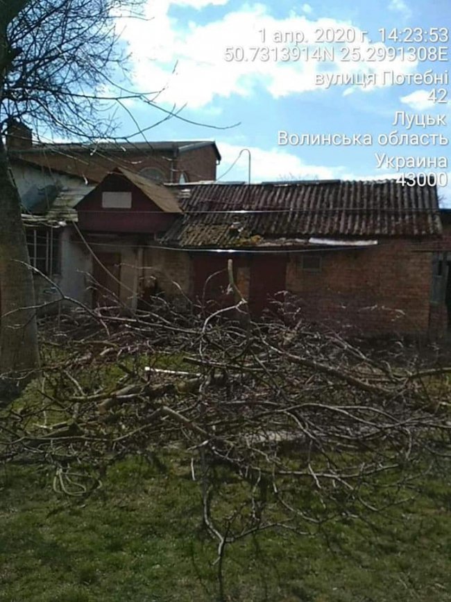 У Луцьку покарали чоловіка, який незаконно зрізав дерева