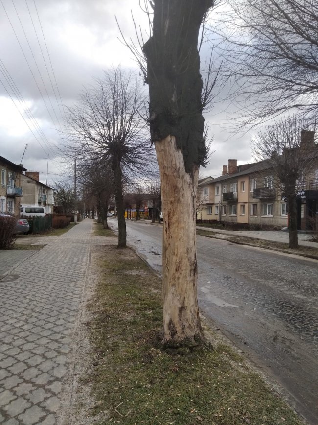 На Волині дерево впало на чоловіка, який ішов з онукою