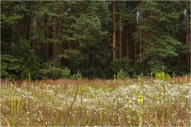 Фотограф показав неймовірну красу волинського лісу