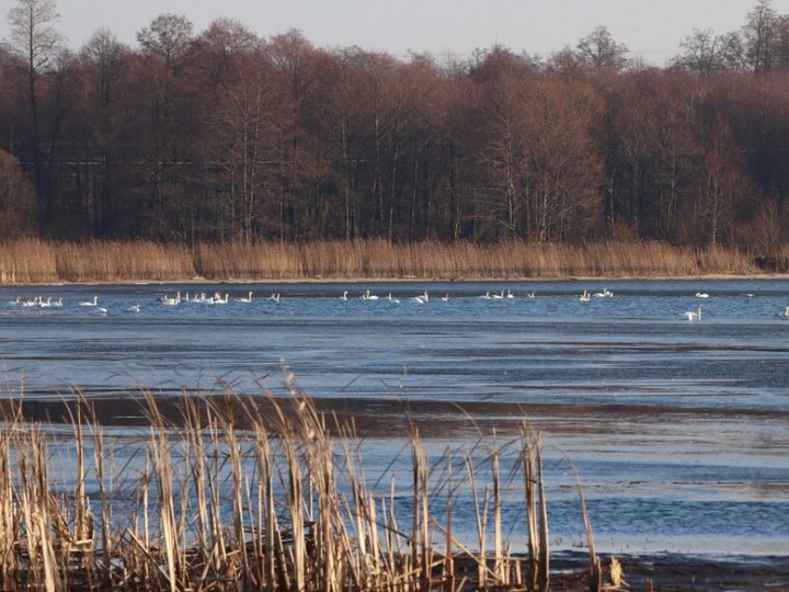 В нацпарку на Волині зимують більше сотні лебедів-шипунів