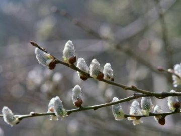 Погода в Луцьку та Волинській області на середу, 22 березня