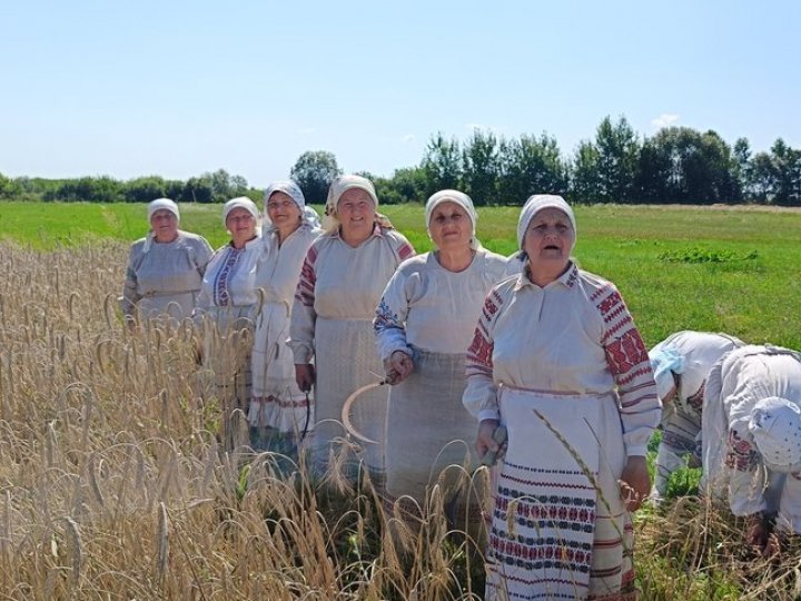 Так робили наші предки: яких традицій на Волині дотримувались під час жнив