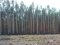 Керівника лісгоспу Рівненщини підозрюють у незаконній рубці лісу на Волині