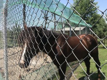 Гарячі чани, риболовля та мінізоопарк з екзотичними тваринами: чим подивує агросадиба на волинському поліссі