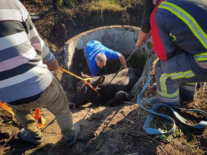 На Волині врятували корову, яка впала в закинутий колодязь 