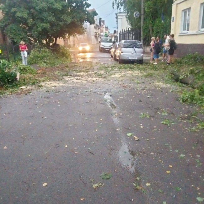 У Луцьку вітер повалив дерево просто на авто