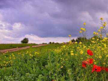 Погода в Луцьку та Волинській області на завтра, 18 червня