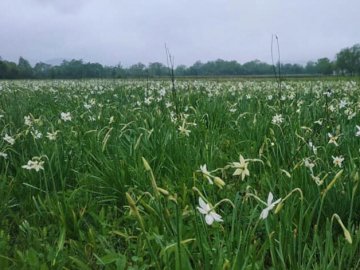 На Закарпатті уже цвіте Долина нарцисів. ФОТО