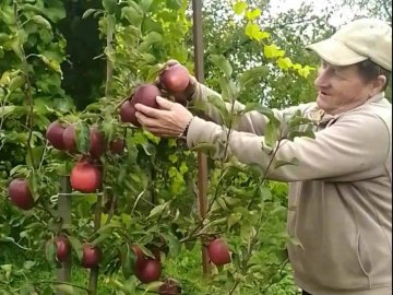 Волинянин збирає з одного дерева до 100 кілограм яблук. ФОТО