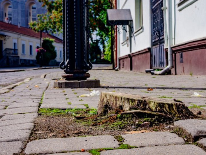 Цього року у Луцькій громаді зрізали у 10 разів більше дерев, ніж посадили