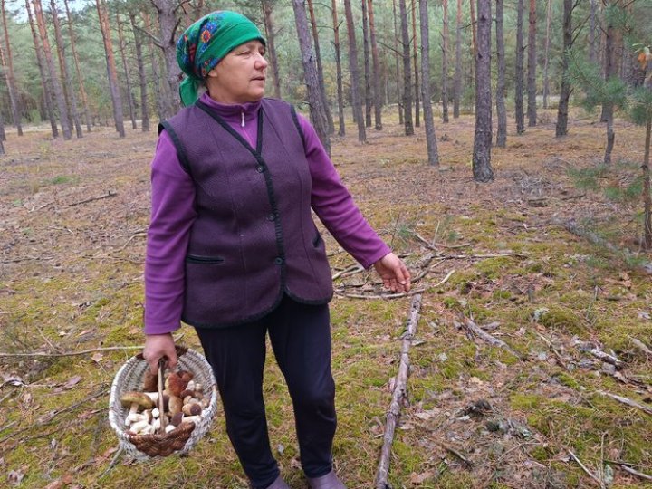 Грибні місця області: на Волині за годину збирають два кошикка білих 