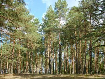 На Волині повернули у власність держави земельну ділянку вартістю 95 мільйонів