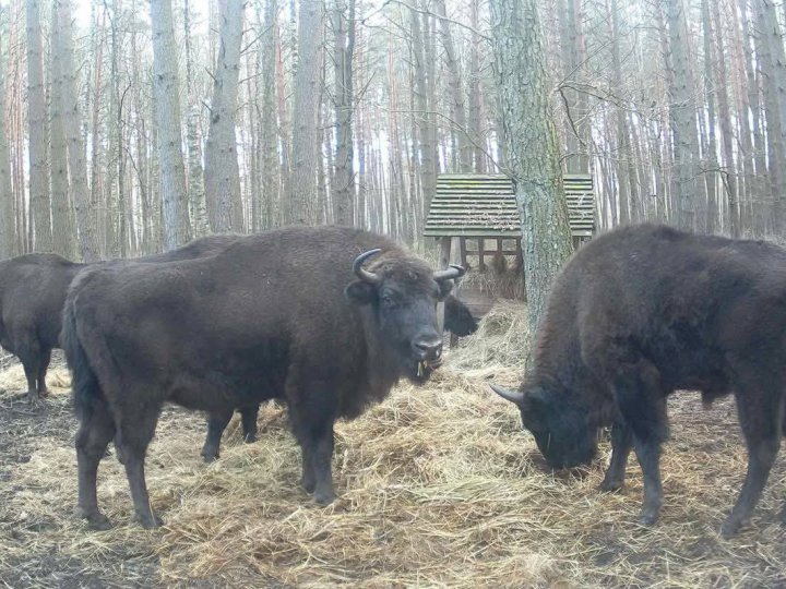 На Волині порахували зубрів. ФОТО