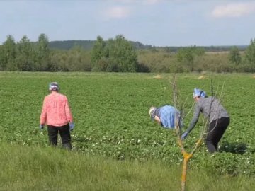 Які кошти цьогоріч можна заробити на полуниці в Хорохорині на Волині