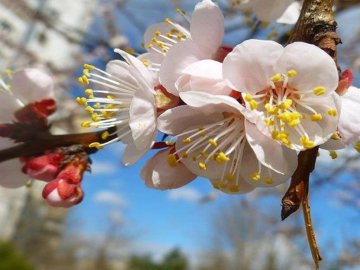 Погода в Луцьку та Волинській області на завтра, 11 квітня