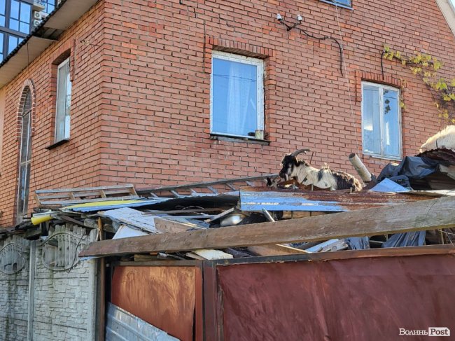 Кози на дахах гаражів, щурі та нереальний сморід: лучанка скаржиться на сусіда