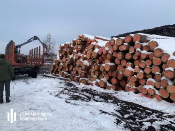 ДБР передало державі деревину на мільйон, вилучену на Волині