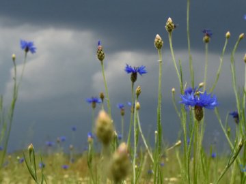 Погода у Луцьку та Волинській області на завтра, 13 липня