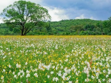 Погода в Луцьку та Волинській області на завтра, 11 травня