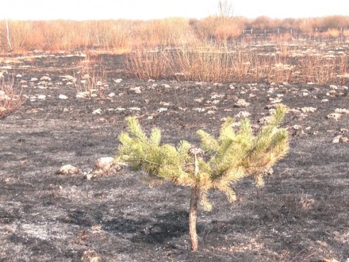 «Вітер махне – кругом хати. Не штука то - пожар пустити»: в громаді на Волині показали наслідки спалювання сухої трави