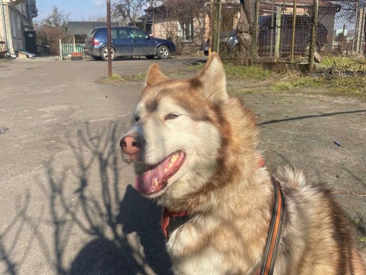 У Луцьку біля ЦУМа вкрали собаку: злодія знайшли