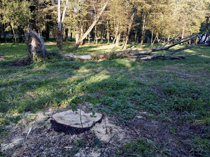 В Центральному парку Луцька зрізають дерева