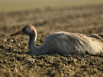 У заповіднику «Асканія-Нова» через отруєне зерно загинули сотні червонокнижних сірих журавлів