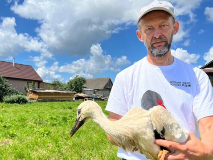 За волинськими лелеками стежитимуть через супутник