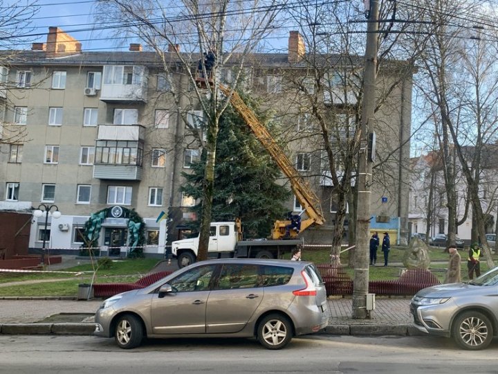 У Луцькій громаді цьогоріч зрізали майже 300 дерев: скільки висадили нових