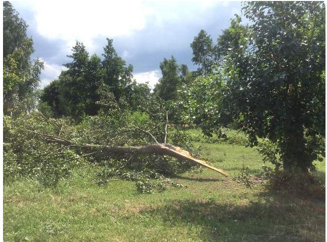 Зірвані дахи і поламані дерева: сильний вітер наробив лиха на Волині. ФОТО