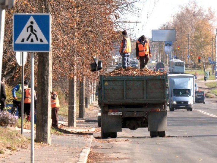 Щодня до 5 тонн: як комунальники у Луцьку утилізовують опале листя