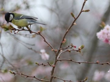 Погода на завтра, 22 квітня, у Луцьку та Волинській області