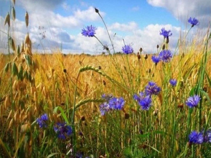 Погода в Луцьку та Волинській області на завтра, 5 серпня