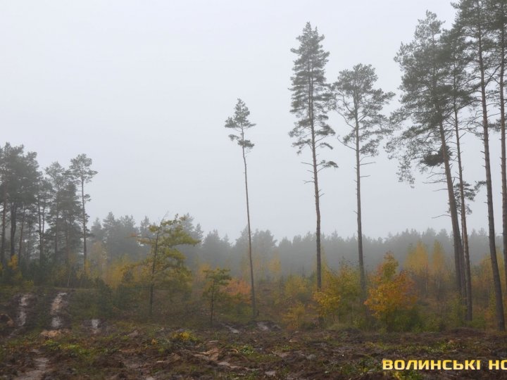 Зрізав у лісі чотири сосни: волинянин отримав кримінальну справу