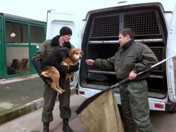 КП «Ласка» дадуть пів мільйона гривень на автомобіль для відлову тварин