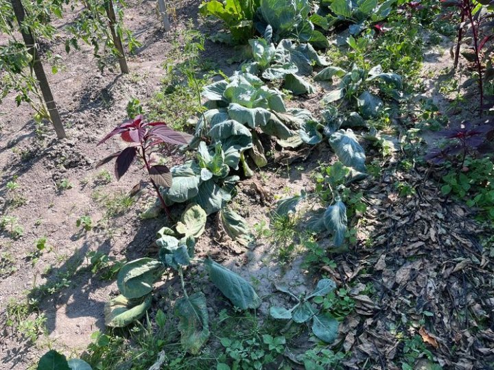 Неврожай через спеку: як на дачних масивах Луцька рятують городину